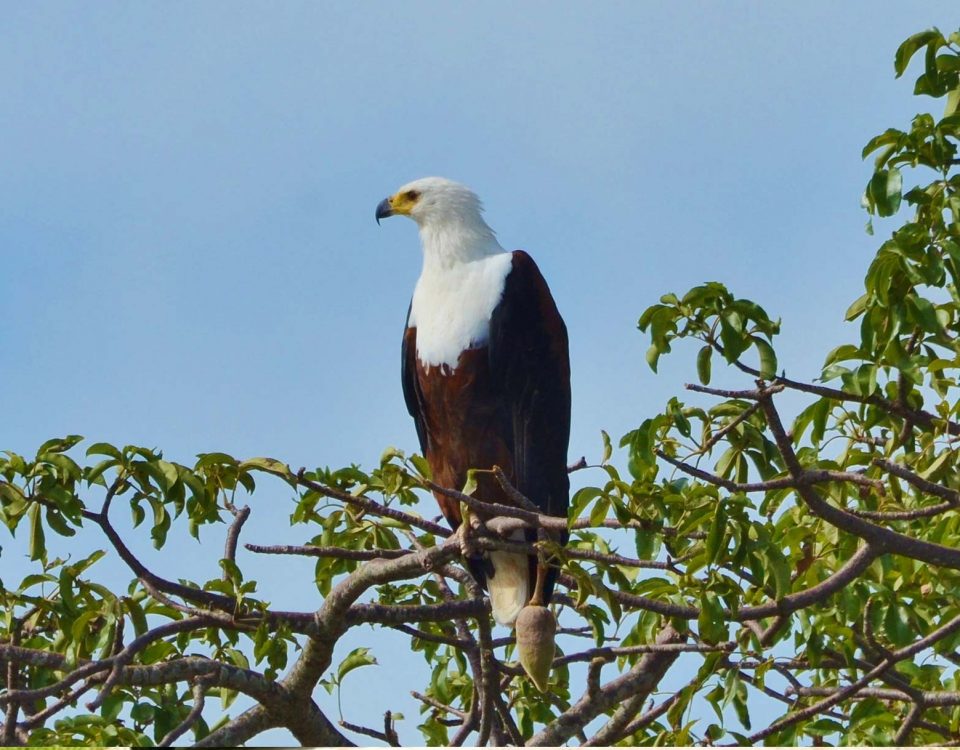 African Fish Eagle - Bird Watching Western Tanzania