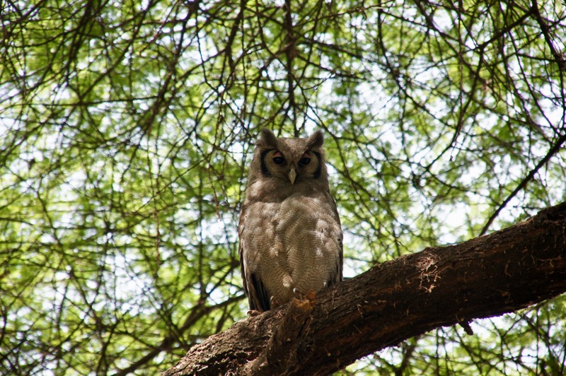 Verreaux's Eagle-Owl - Bird Watching Northern Tanzania